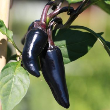 Black Rice Chilli Hot Pepper Vegetable 20 PCS Seeds