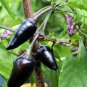 Black Rice Chilli Hot Pepper Vegetable 20 PCS Seeds