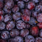 Black Plum Prunus 'Lydecker' Fruit 20 PCS Seeds Black Plum Prunus 'Lydecker' Fruit 20 PCS Seeds