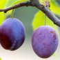 Black Plum Prunus 'Lydecker' Fruit 20 PCS Seeds