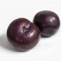 Black Plum Prunus 'Lydecker' Fruit 20 PCS Seeds