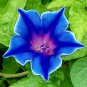Blue Picotee Morning Glory 20 PCS Seeds