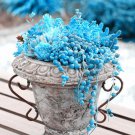 Blue Pearl Chlorophytum Bonsai 200 PCS Seeds