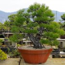Black Pine Potted Landscape Japanese Five Miniascape Pinus Thun 50 PCS Seeds Black Pine Potted Landscape Japanese Five Miniascape Pinus Thun 50 PCS Seeds