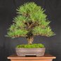 Black Pine Potted Landscape Japanese Five Miniascape Pinus Thun 50 PCS Seeds