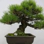 Black Pine Potted Landscape Japanese Five Miniascape Pinus Thun 50 PCS Seeds