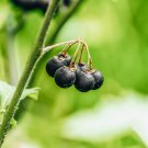 Black Nightshade Garden Huckleberry Organic Fruit 200 PCS Seeds