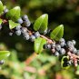 Black Nightshade Garden Huckleberry Organic Fruit 200 PCS Seeds
