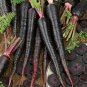 Black Nebula Carrot 100 PCS Seeds