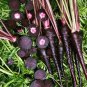 Black Nebula Carrot 100 PCS Seeds