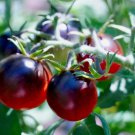 Black Pearl' Bright Black Round Cherry Tomato 20 PCS Seeds Black Pearl' Bright Black Round Cherry Tomato 20 PCS Seeds