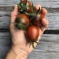 Black Pearl' Bright Black Round Cherry Tomato 20 PCS Seeds