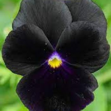 Black Pansy 30 PCS Seeds