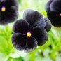 Black Pansy 30 PCS Seeds