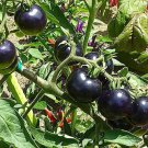 'Black Onyx' Tomato Professional Pack 500 PCS Seeds
