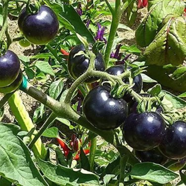 'Black Onyx' Tomato Professional Pack 500 PCS Seeds