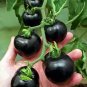 'Black Onyx' Tomato Professional Pack 500 PCS Seeds