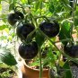 'Black Onyx' Tomato Professional Pack 500 PCS Seeds