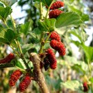 Black Mulberry Morus Nigra Tree Garden Bush 20 PCS Seeds Black Mulberry Morus Nigra Tree Garden Bush 20 PCS Seeds