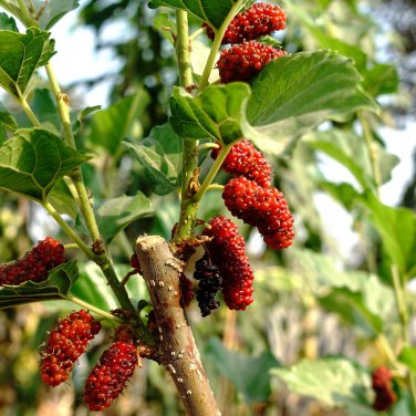 Black Mulberry Morus Nigra Tree Garden Bush 20 PCS Seeds