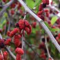 Black Mulberry Morus Nigra Tree Garden Bush 20 PCS Seeds