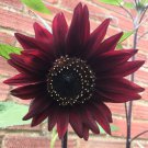 Black Magic' Almost Black Red Ornamental Sunflowers 15 PCS Seeds Black Magic' Almost Black Red Ornamental Sunflowers 15 PCS Seeds
