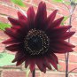 Black Magic' Almost Black Red Ornamental Sunflowers 15 PCS Seeds