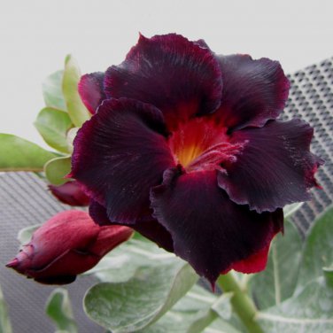 'Black Fire' Adenium Obesum 2 PCS Seeds