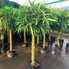 Black Lucky Bamboo Garden Bambusa Ventricosa Ornamental Plants 50 PCS Seeds