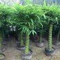 Black Lucky Bamboo Garden Bambusa Ventricosa Ornamental Plants 50 PCS Seeds