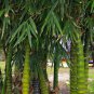Black Lucky Bamboo Garden Bambusa Ventricosa Ornamental Plants 50 PCS Seeds