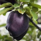 Black Diamond Apple Tree Plant 30 PCS Seeds Black Diamond Apple Tree Plant 30 PCS Seeds