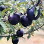 Black Diamond Apple Tree Plant 30 PCS Seeds