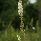 Black Cohosh (Cimicifuga racemosa) 50 PCS Seeds