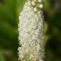 Black Cohosh (Cimicifuga racemosa) 50 PCS Seeds