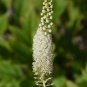 Black Cohosh (Cimicifuga racemosa) 50 PCS Seeds