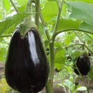 'Black Beauty' Black Eggplant Vegetable 100 PCS Seeds 'Black Beauty' Black Eggplant Vegetable 100 PCS Seeds