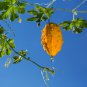 Bitter Melon Balsam Pear Fruit 6 PCS Seeds