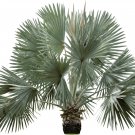 Bismarckia nobilis Silver palm 10 PCS Seeds Bismarckia nobilis Silver palm 10 PCS Seeds