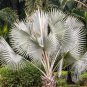Bismarckia nobilis Silver palm 10 PCS Seeds