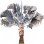 Bismarckia nobilis Silver palm 10 PCS Seeds