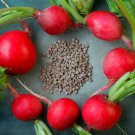 Big Red Radish Vegetable F1 500 PCS Seeds Big Red Radish Vegetable F1 500 PCS Seeds