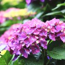 'Big-leaf Hydrangea' Purple Peony Tree 5 PCS Seeds 'Big-leaf Hydrangea' Purple Peony Tree 5 PCS Seeds