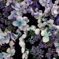 'Big-leaf Hydrangea' Purple Peony Tree 5 PCS Seeds