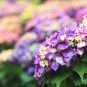 'Big-leaf Hydrangea' Purple Peony Tree 5 PCS Seeds