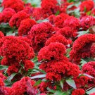 Big Red Beautiful Cockscomb balcony potted bonsai plant 40 PCS Seeds