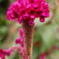 Big Red Beautiful Cockscomb balcony potted bonsai plant 40 PCS Seeds