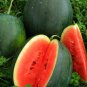 Big Pink Watermelon Improved 20 PCS Seeds
