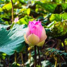 Big White Lotus Flower Nelumbo Pond Plants 1 PCS Seeds