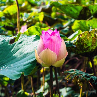 Big White Lotus Flower Nelumbo Pond Plants 1 PCS Seeds